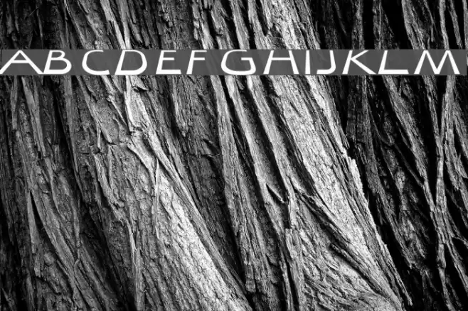 Quibel Bold Italic Fuentes examples