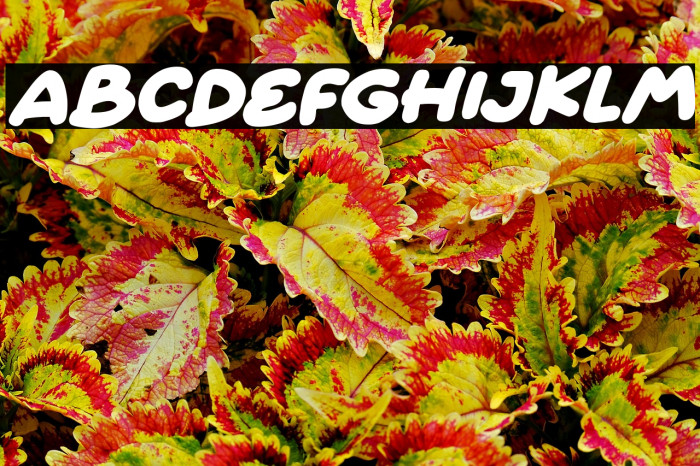 Quick Love Italic Example 2