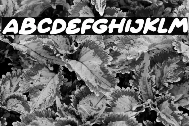 Quick Love Italic Caratteri examples