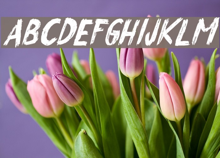 QuickPick-Italic Font examples
