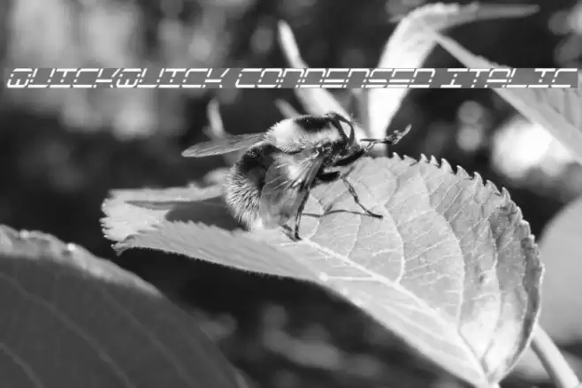 QuickQuick Condensed Italic Font examples