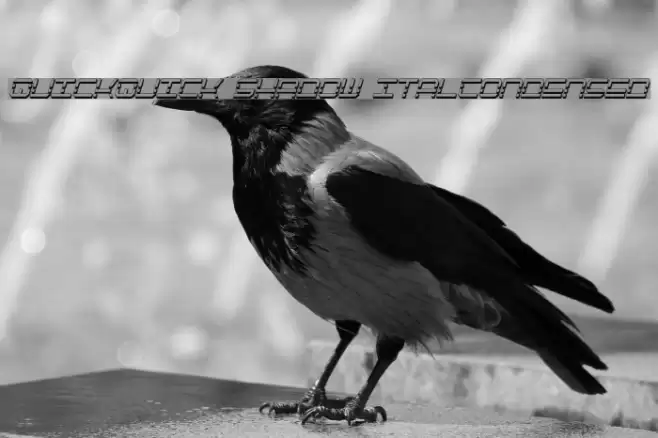 QuickQuick Shadow ItalCondensed Polices examples