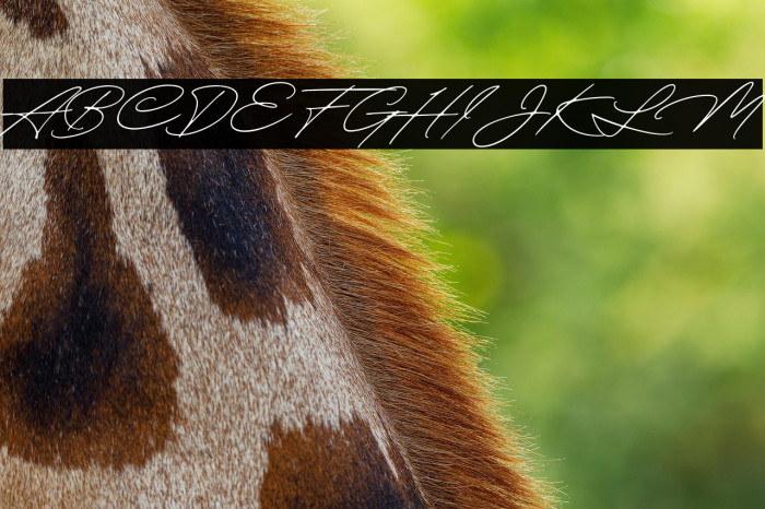 QuickSignaturePersonalUse Example 2