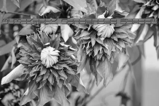 Quickmark Condensed Shadow Fuentes examples