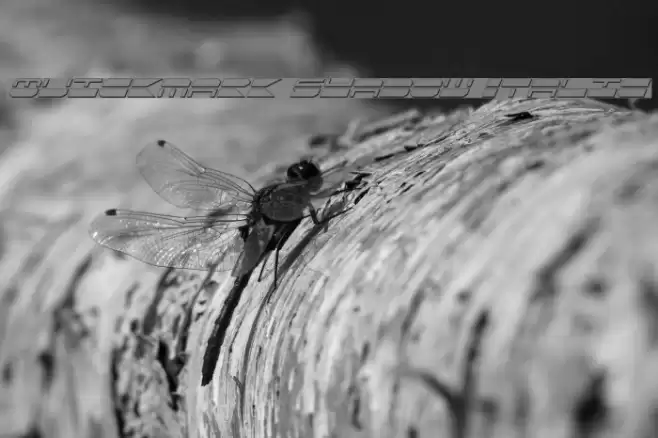 Quickmark Shadow Italic Font examples