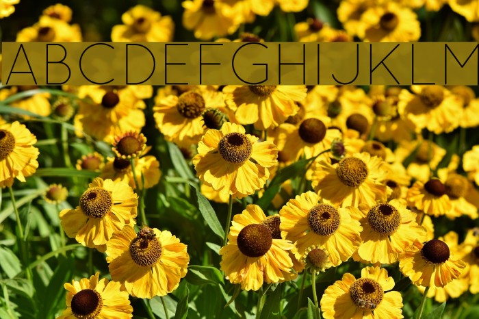 QuicksandLight-Regular Font examples
