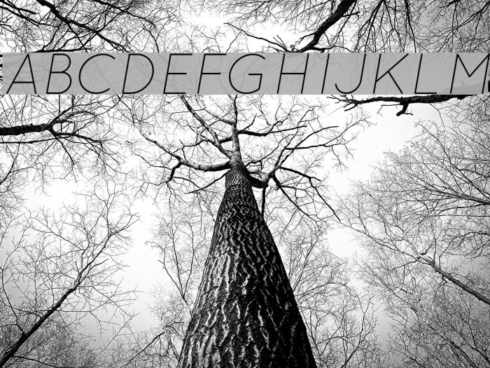 QuicksandLightOblique-Regular Example 2