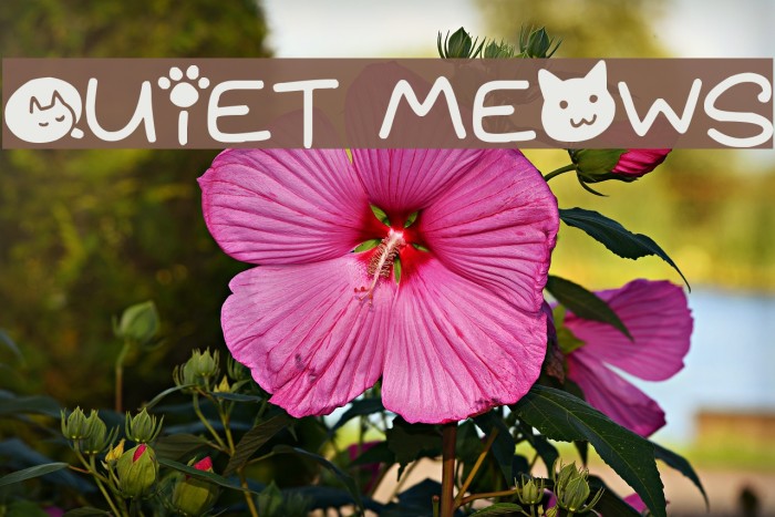 Quiet Meows Font examples