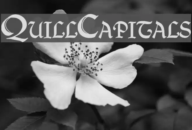 QuillCapitals Font examples