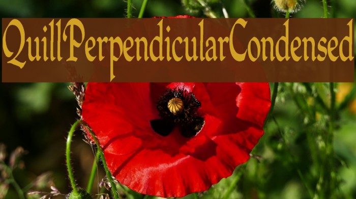 QuillPerpendicularCondensed Font examples