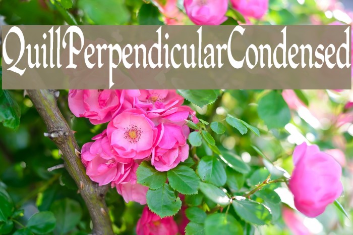 QuillPerpendicularCondensed Font examples