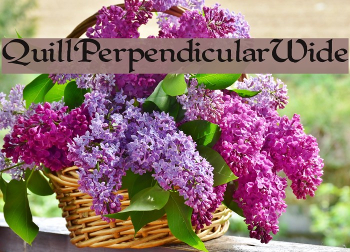 QuillPerpendicularWide Font examples