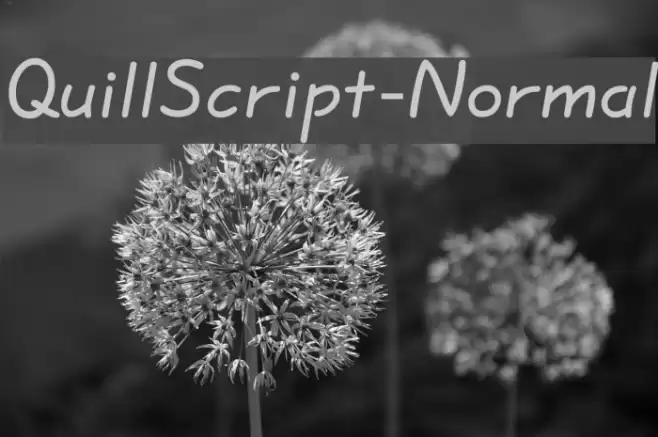 QuillScript-Normal Font examples