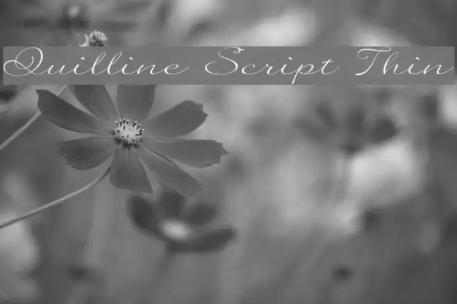 Quilline Script Thin फ़ॉन्ट examples