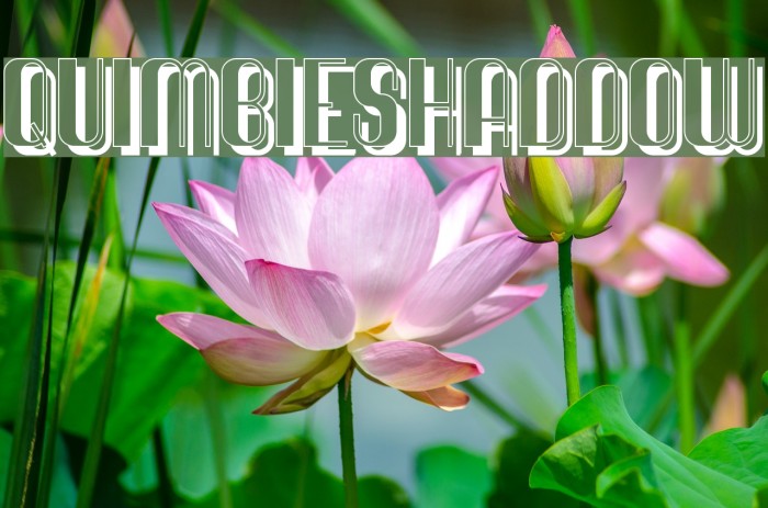 QuimbieShaddow Font examples