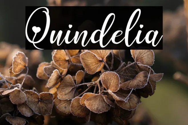 Quindelia Example 1