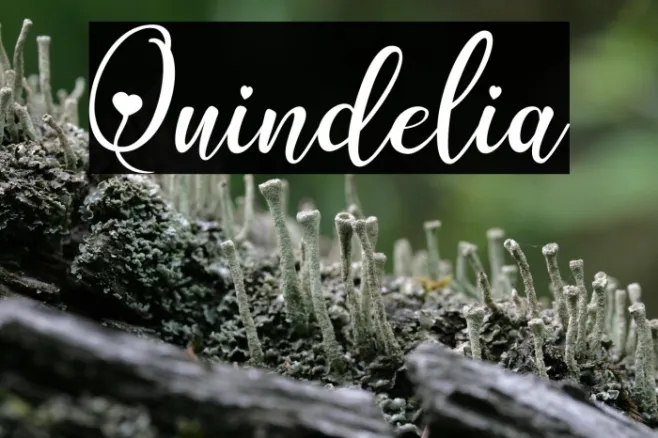Quindelia Example 2