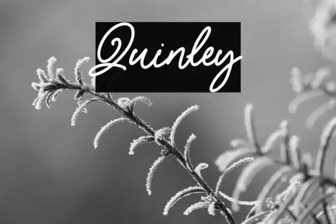 Quinley Font examples