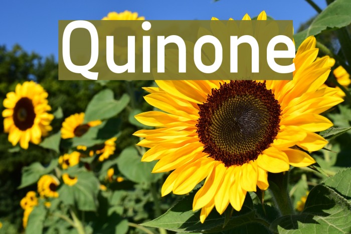 Quinone Font examples