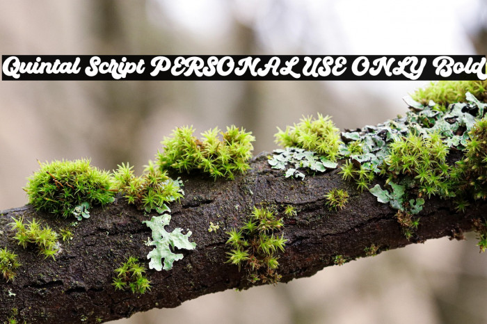 Quintal Script PERSONAL USE ONLY Bold Example 1