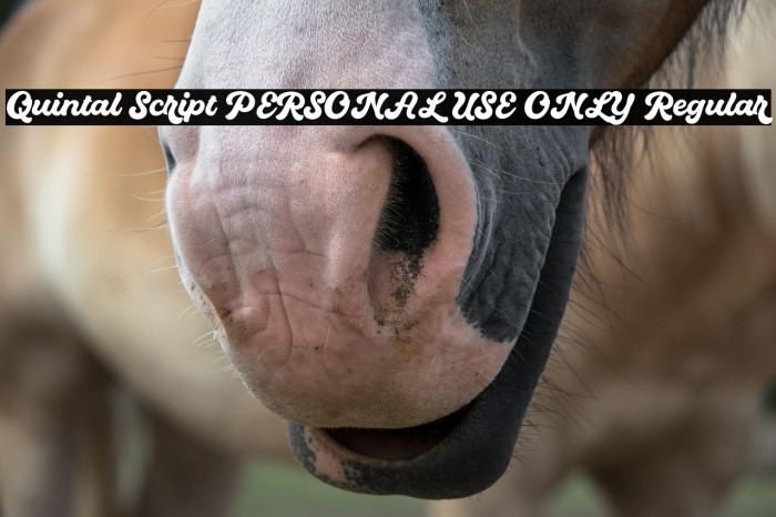 Quintal Script PERSONAL USE ONLY Regular Example 1