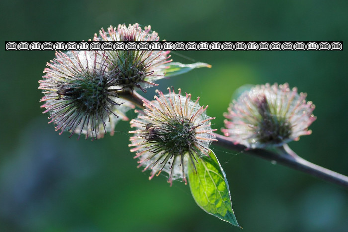 Quinteto Negative Light Regular Example 3