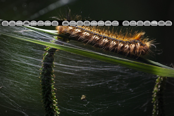 Quinteto Negative Regular Example 1