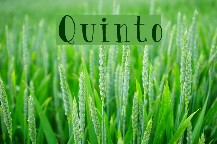 Quinto Font examples