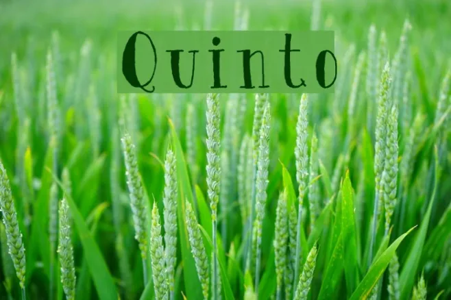 Quinto Example 3