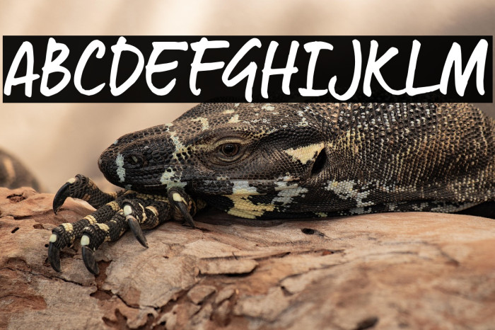 Quintus Bold_TRIAL Example 2