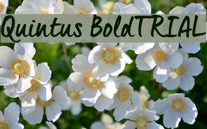 Quintus Bold_TRIAL Font examples