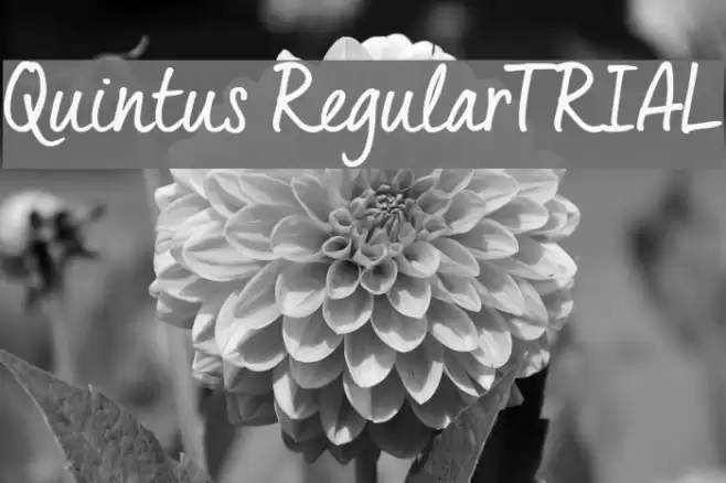Quintus Regular_TRIAL Font examples