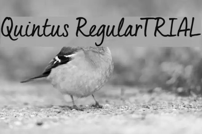Quintus Regular_TRIAL Font examples