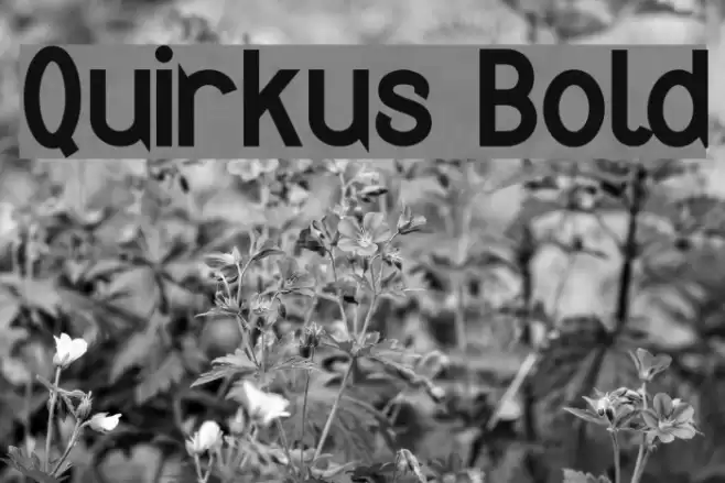 Quirkus Bold Fuentes examples