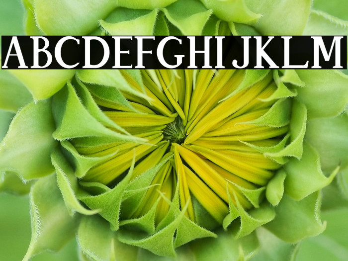 Quitees shine (personal user) Example 1