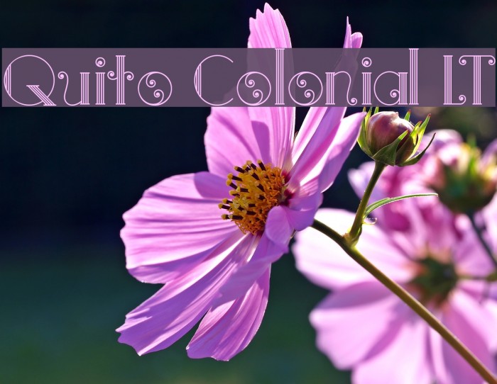 Quito Colonial LT Example 3
