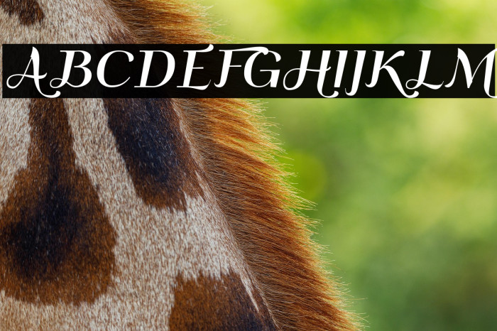 QumpellkaNo12 Example 1