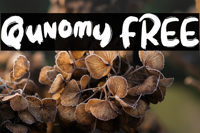 Qunomy FREE Example 3