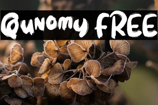 Qunomy FREE Example 3