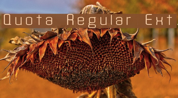 Quota Regular Ext. Example 1