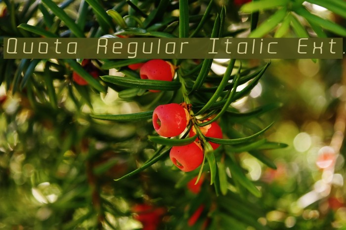 Quota Regular Italic Ext. Font examples