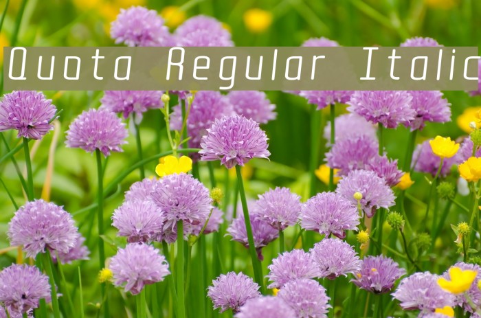 Quota Regular Italic Example 2