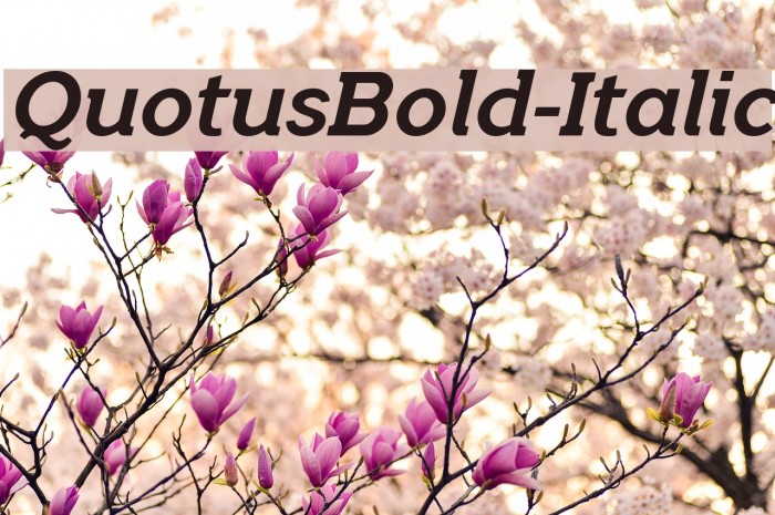 QuotusBold-Italic Font examples