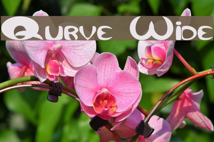 Qurve Wide Font examples