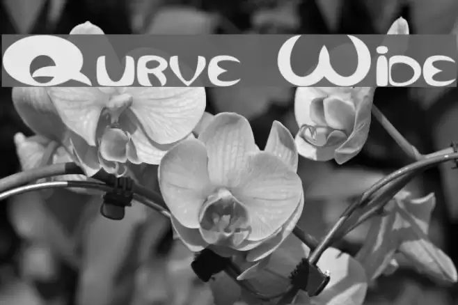 Qurve Wide Шрифта examples
