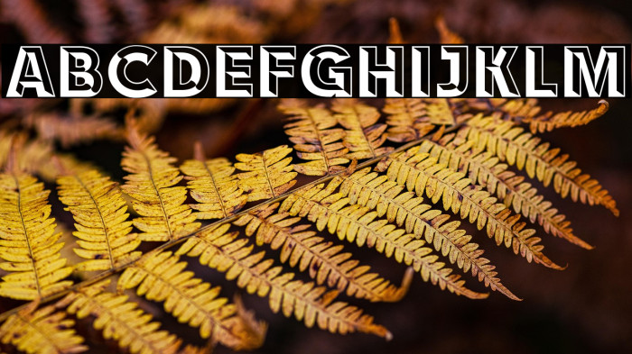 RACE1 Brannt Chiseled NCV Example 1