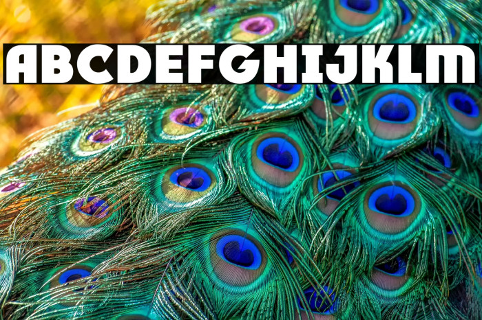 RACE1 Brannt Plus NCV Example 1