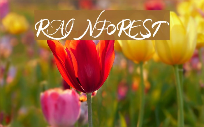 RAINFOREST फ़ॉन्ट examples