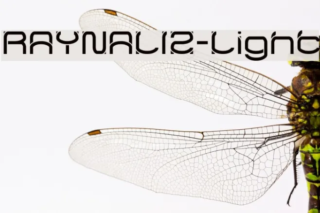 RAYNALIZ-Light Example 1