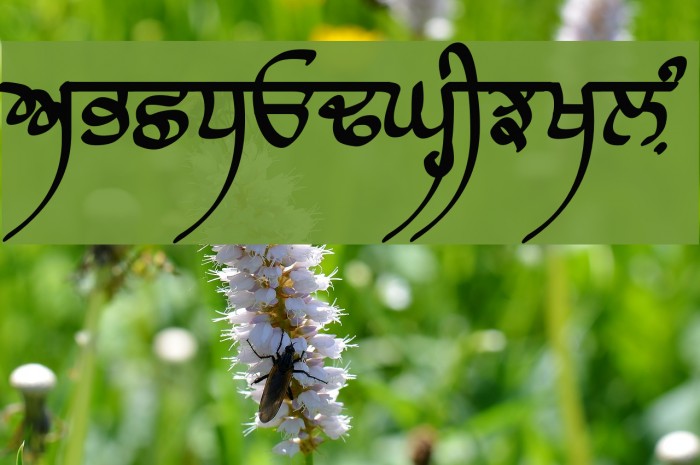 Raaj Script Medium Font examples